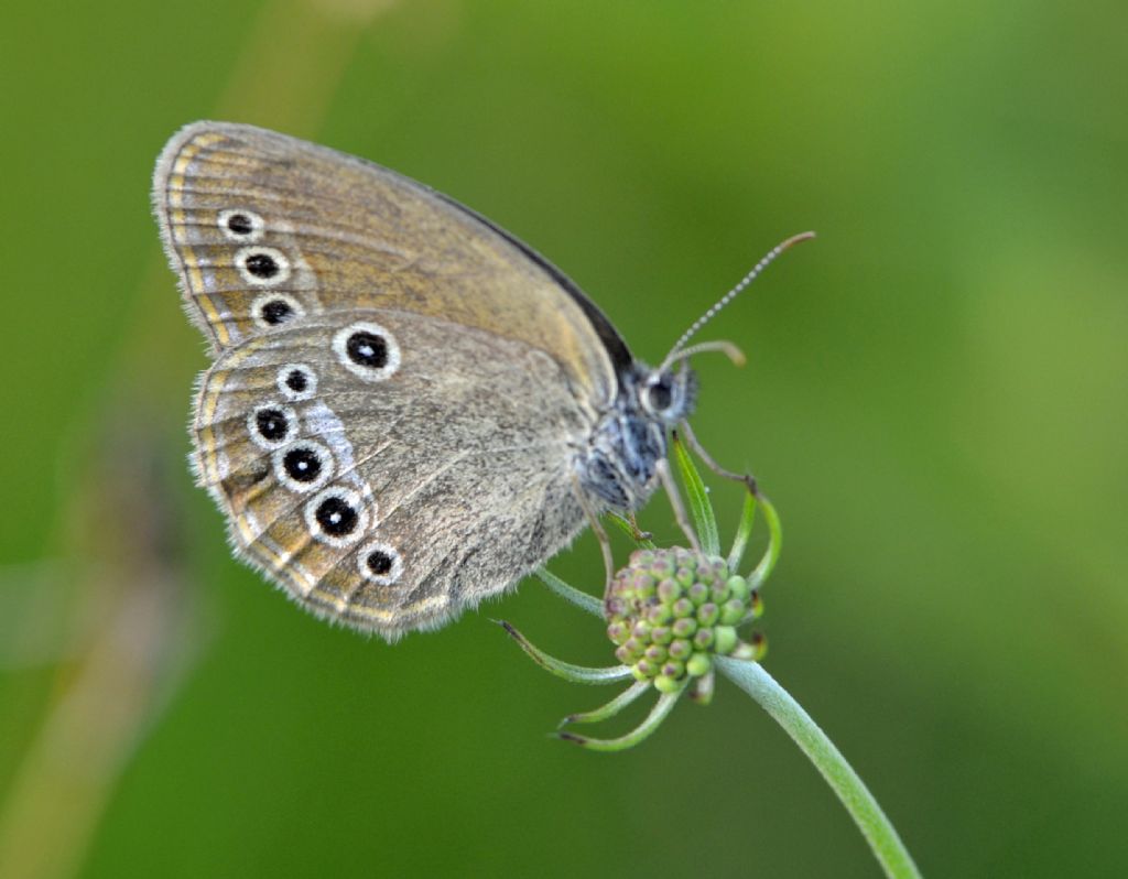 Coenonympha oedippus